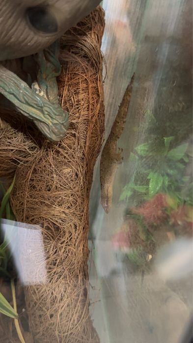 Gekony płaczace z terrarium