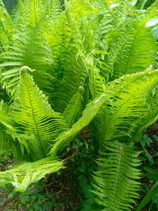 Папороть декоративна