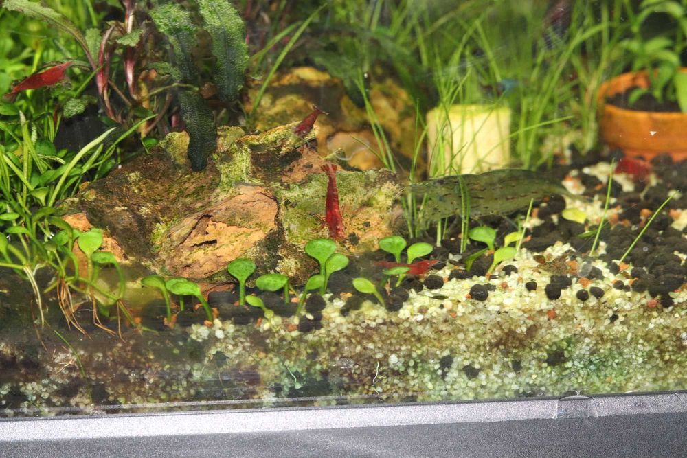 Neocaridina red