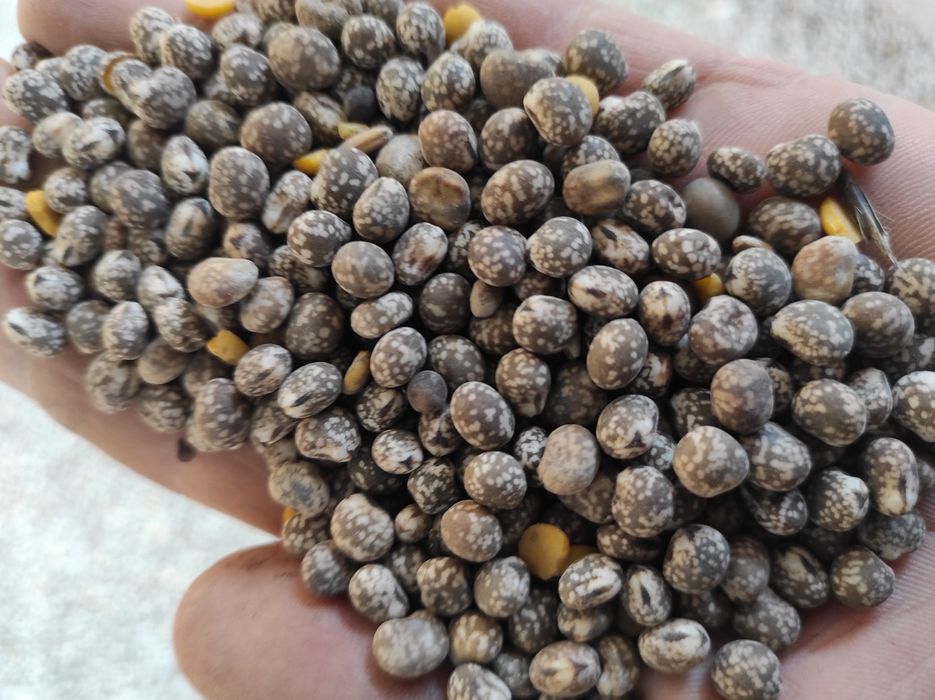 Sprzedam łubin gorzki