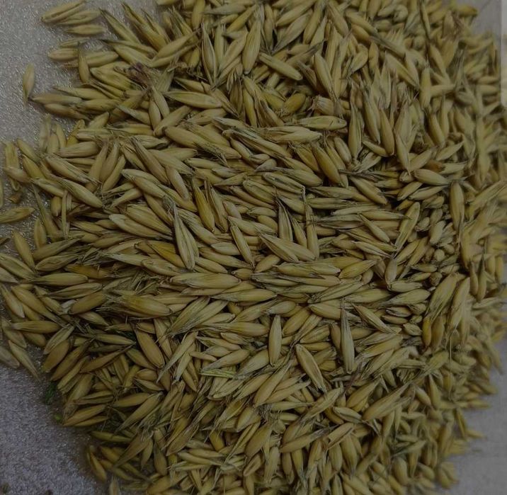 Sprzedam owies z 2025