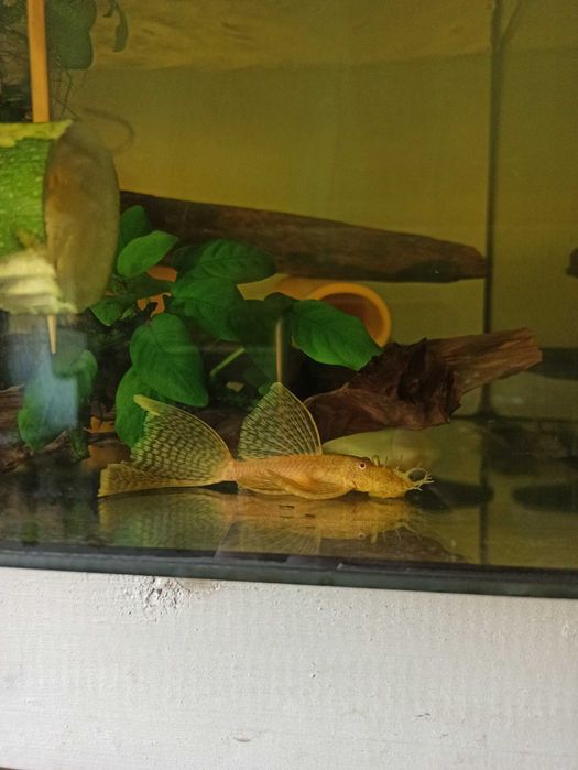 Zbrojnik L144 Albino Super Welon