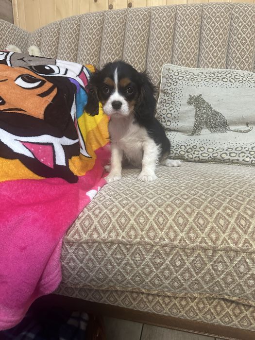 Cavalier king charles spaniel