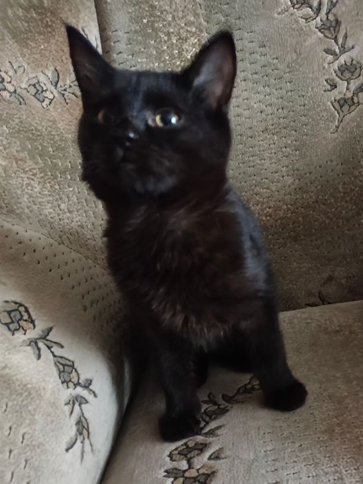 Чорний котик шукає домівку