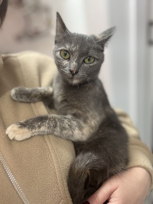 Кішка в добрі руки