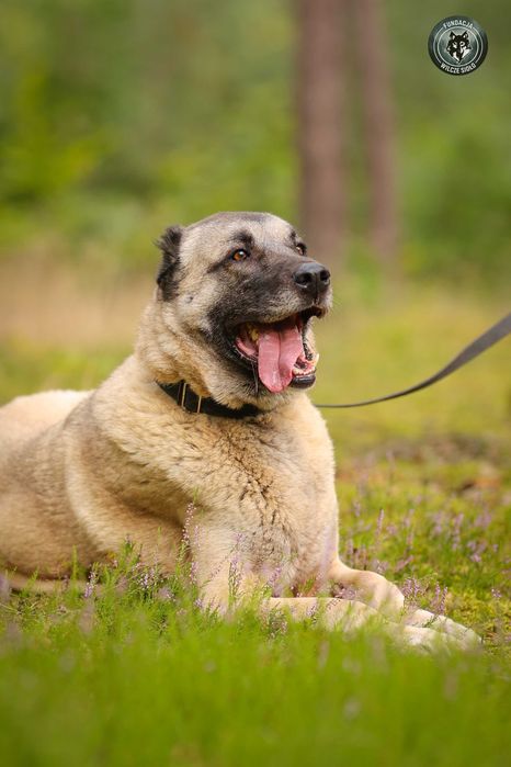 Hektor , około 4 letni kangal do adopcji z fundacji