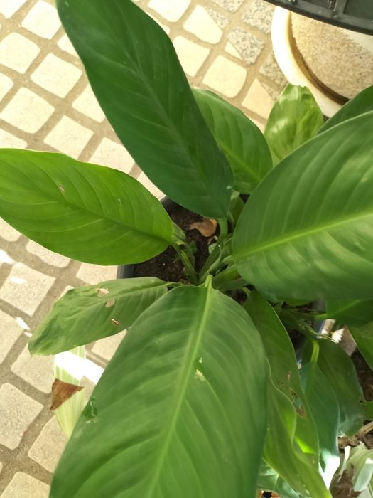 Planta Bela e verdejante