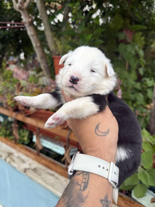 Excelente menino  border collie
