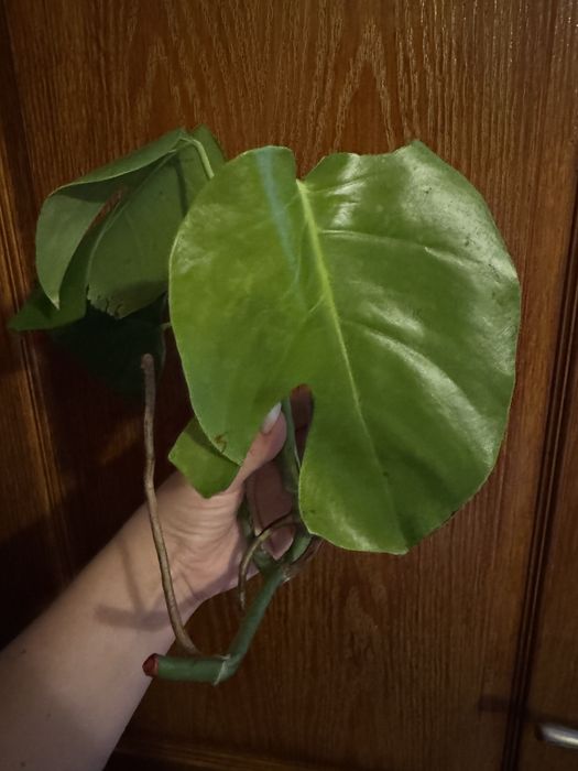 Зріз монстери делікатесної