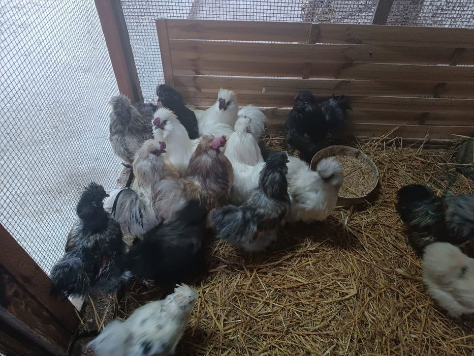 Koguty - Silki Jedwabiste, Kochiny miniatury