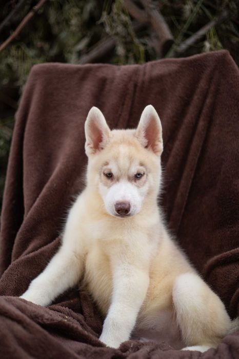 Купить щенка хаски