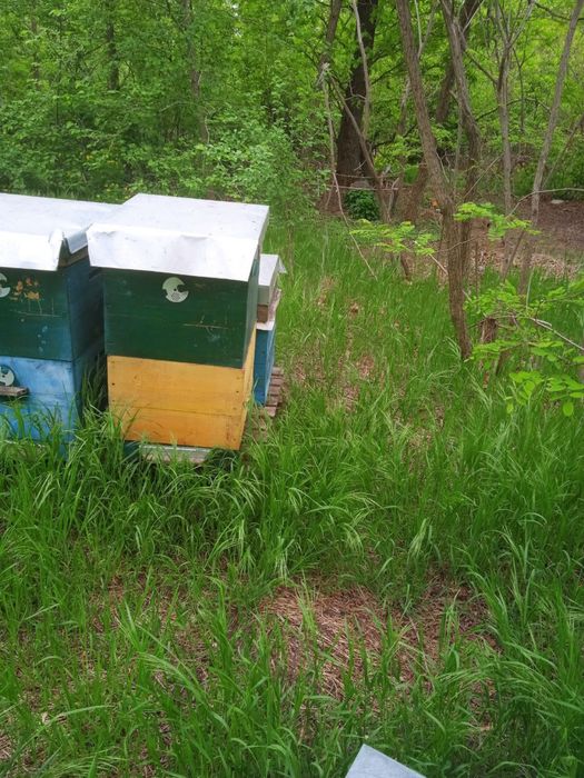 Вулики. Ульи Дадан 10-тирамочнфе с полным комплектом суши и магазинами