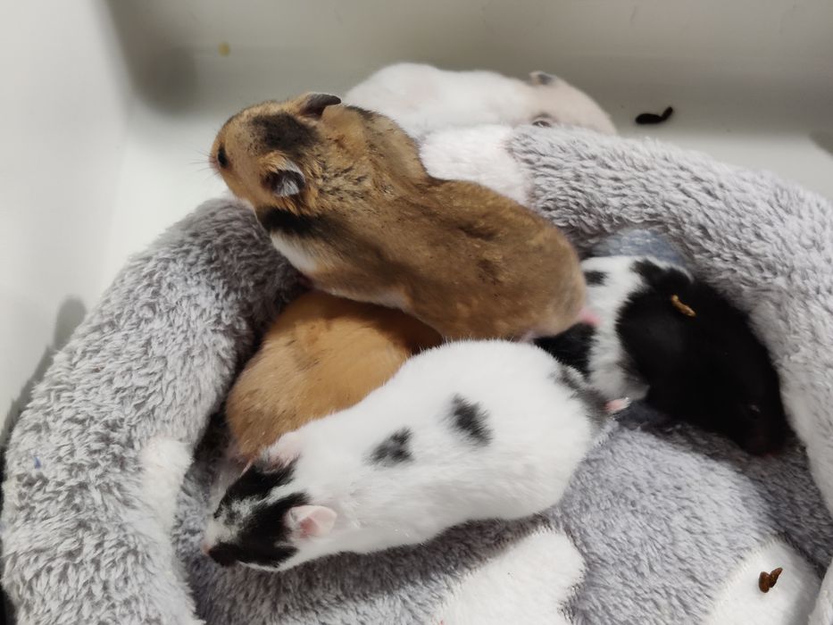 Chomiki syryjskie gładkowłose młode sklep zoologiczny Julianowska 7b