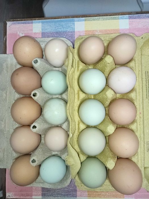 Jaja wiejskie, jajka od kurek ,na wolnym wybiegu
