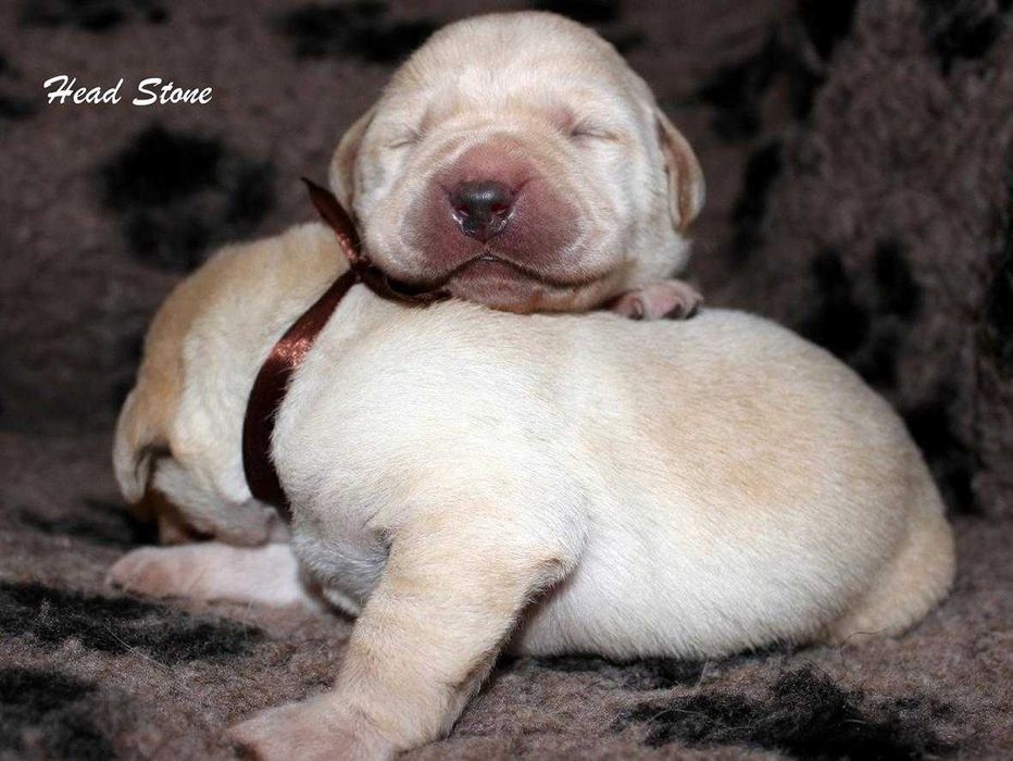 Лабрадор ретривер