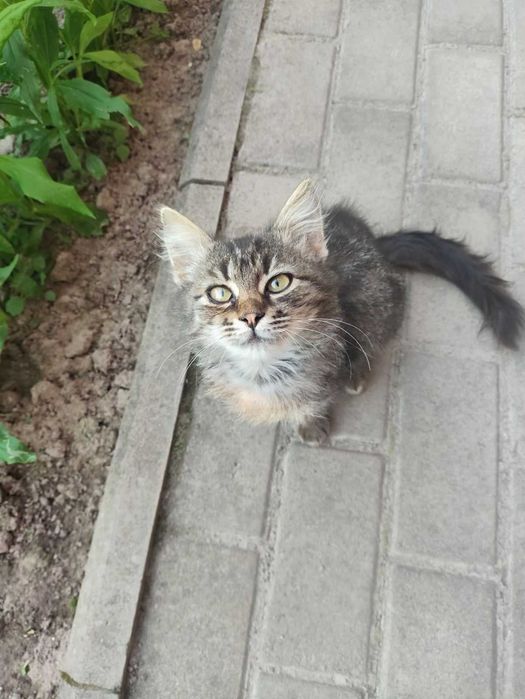 Котеня в хороші ручки, грайливе, ніжне, активне, муркотливе