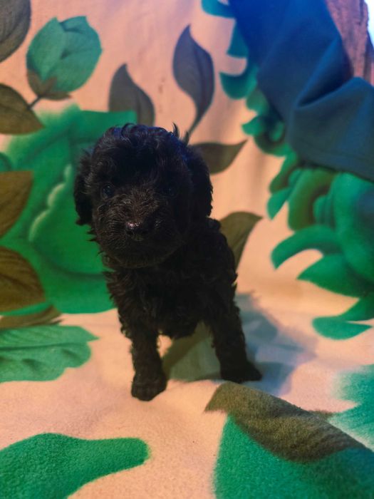 Szczeniaczek Maltipoo