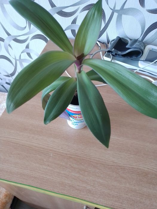 Продам комнатный цветок