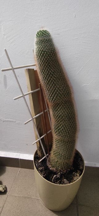 Kaktusy wraz z doniczkami