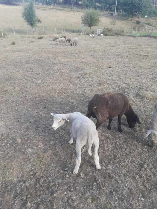 Vendo Borrega Charolesa