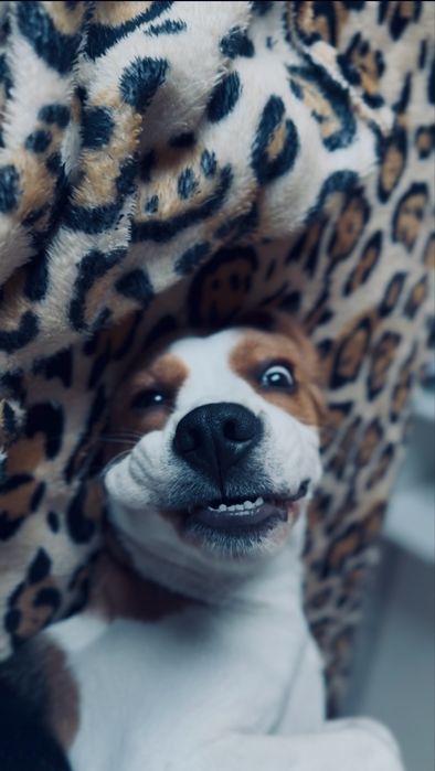 doa se cadela beagle 8 meses