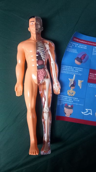 Model ciała człowieka biologia