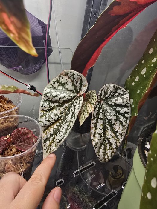 Begonia snowcapped pink variegata, sadzonka, nadwyzka