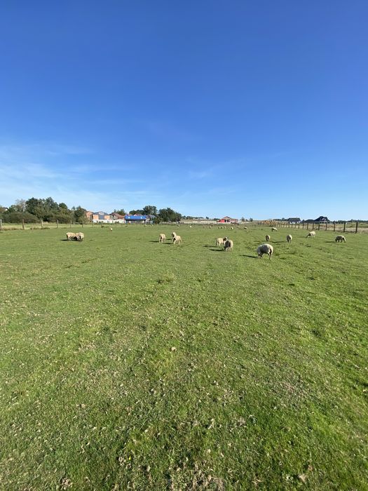 Owce czarnoglowki mieszane