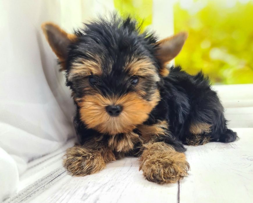 Терміновий продаж якісних  йорків ,бебі фейс.KCY