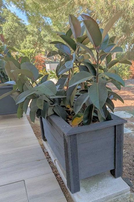 Floreira de Madeira com Borrachas (Ficus elastica)