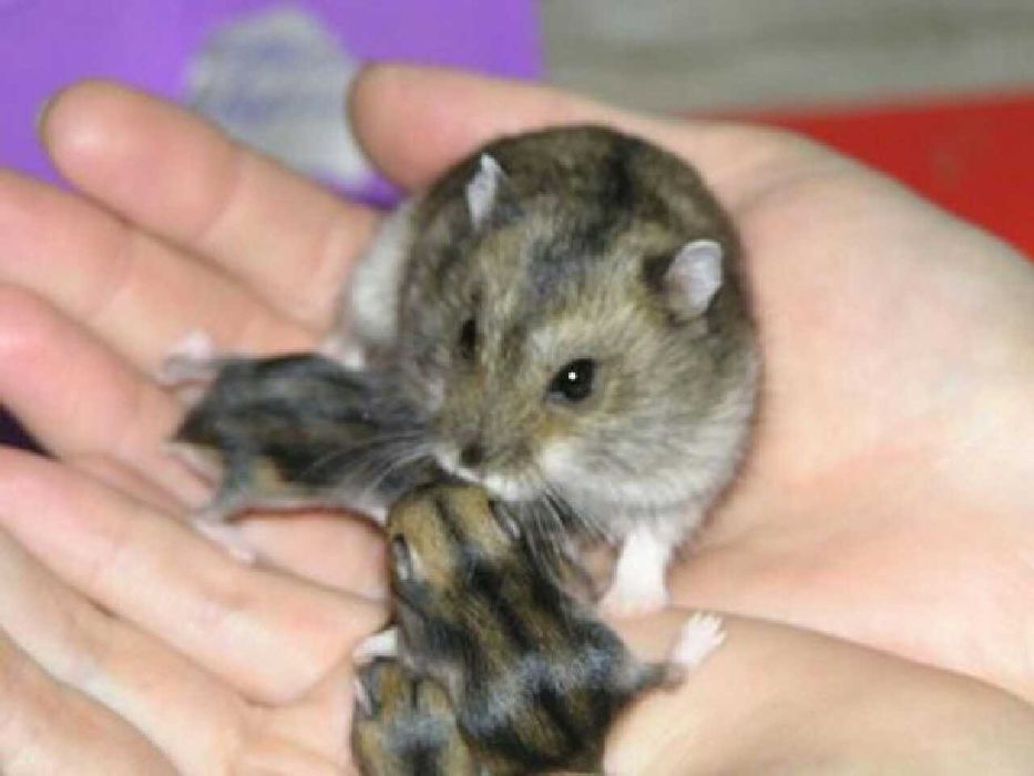 Джунгарские хомячки, хомяки, хомячата, хомяк, карликовые, джунгарики