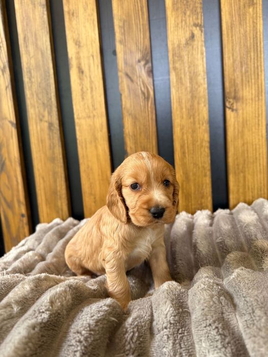 Cocker Spaniel Angielski
