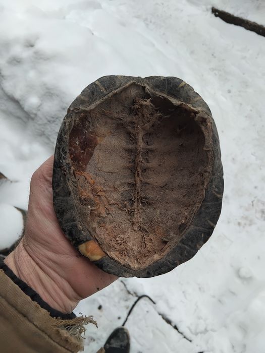 Панцир черепахи.