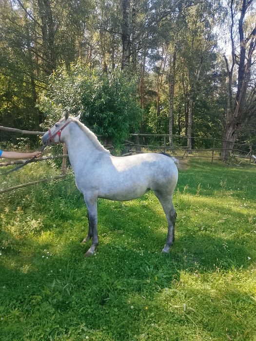 Źrebica polski koń sportowy