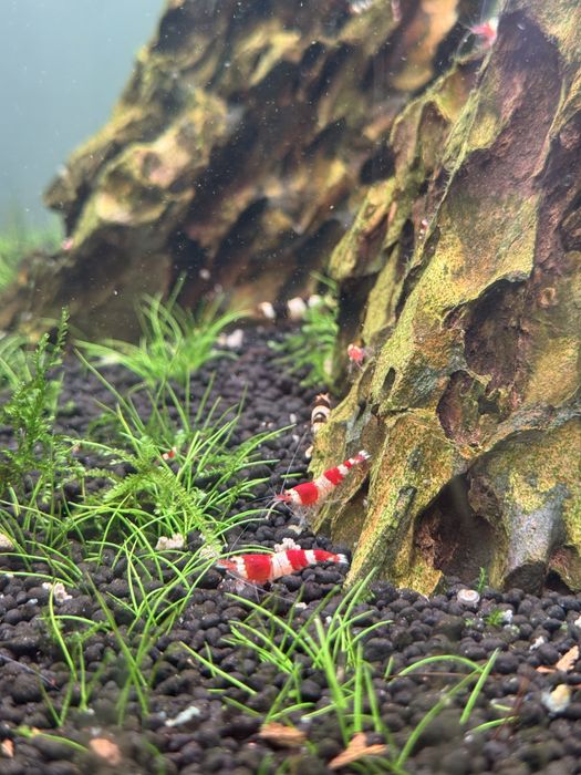 Caridinas Crystal Red & Black
