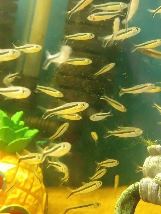 Neon innesa XL, czarny, czerwony, rodostomus, kardynałek itp