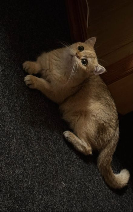 котята кошенята котики