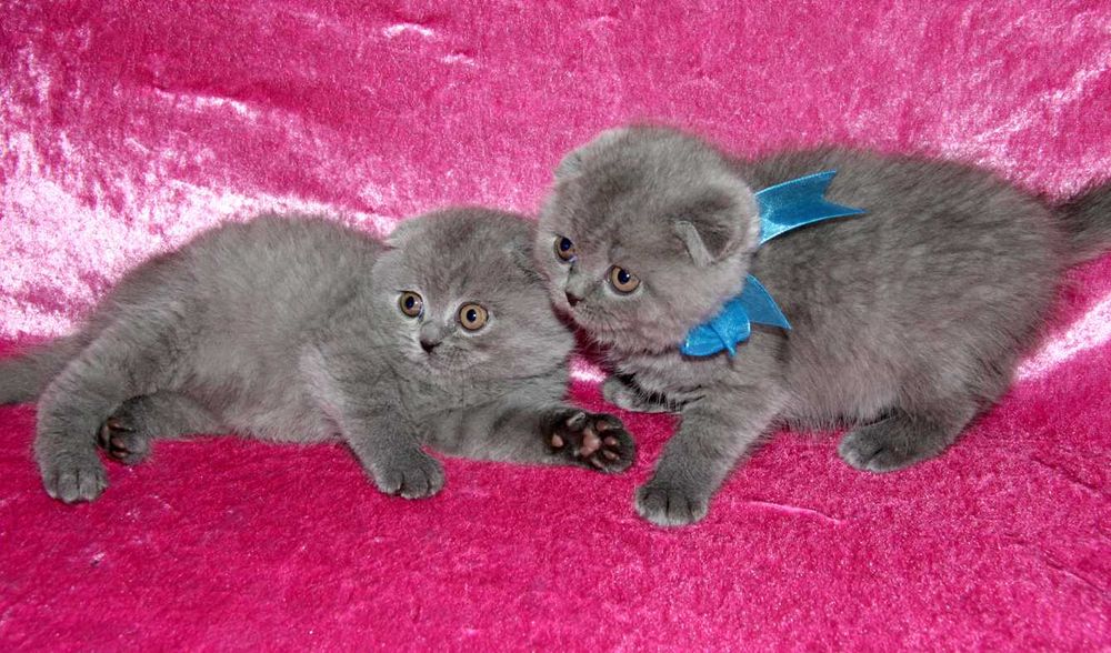 Шотландские вислоухие котята