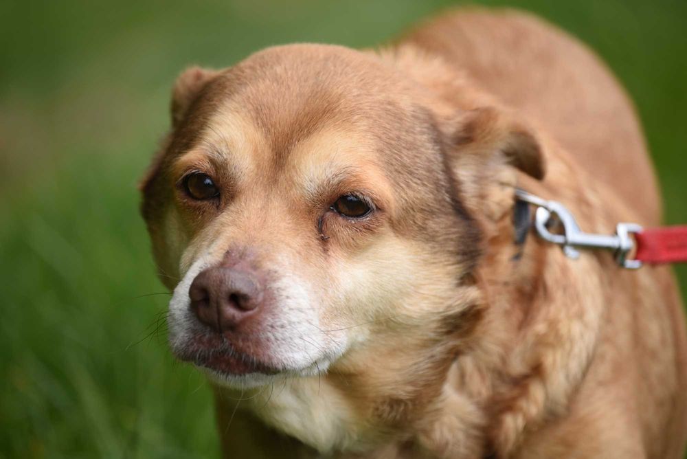 Figa - suczka do adopcji