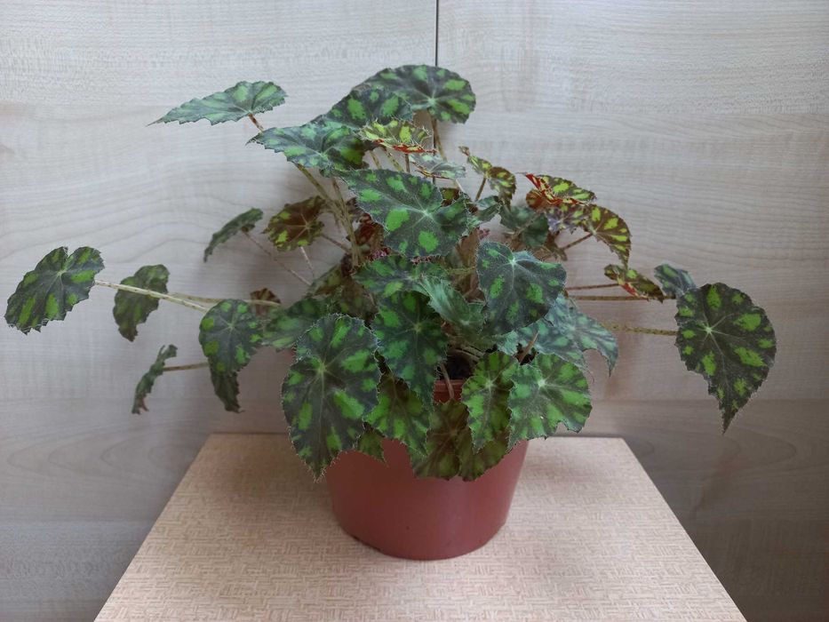 Бегония тигровая (комнатное растение)