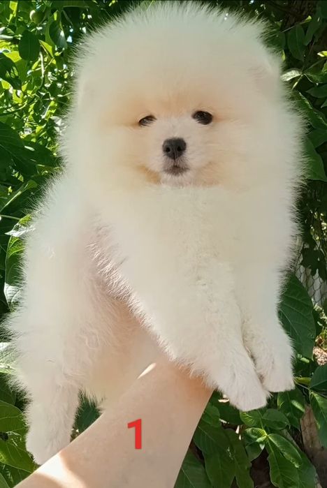 Гарний шпіц хлопчик