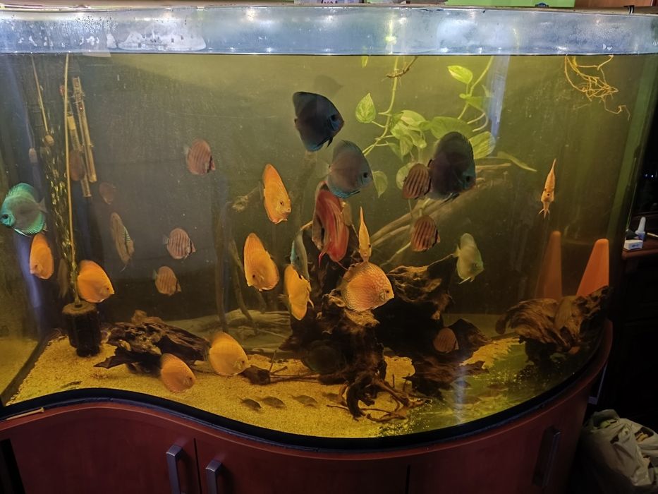 Paletki dyskowce całą obsada