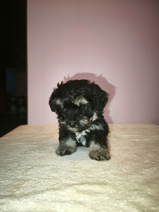 Pudel Toy + Hawańczyk (Havapoo)