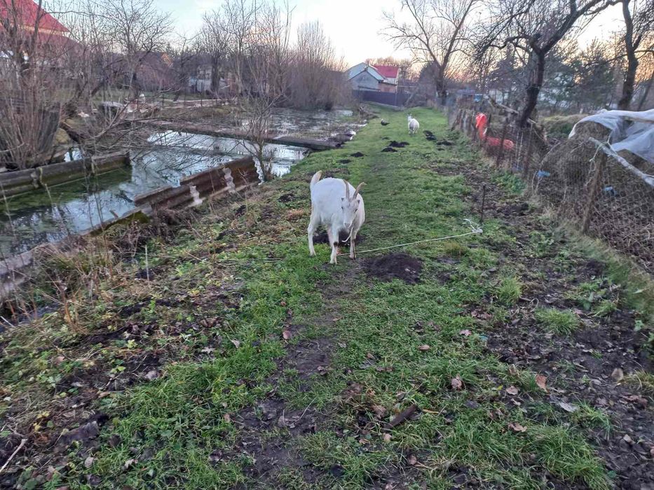 Продаються молочні кози і козенята