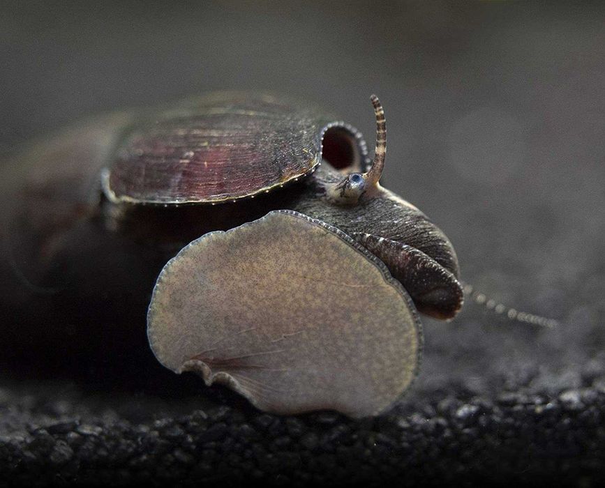 Ślimak CZARNY DIABEŁ - Faunus ater - BLACK DEVIL - dowóz, wysyłka