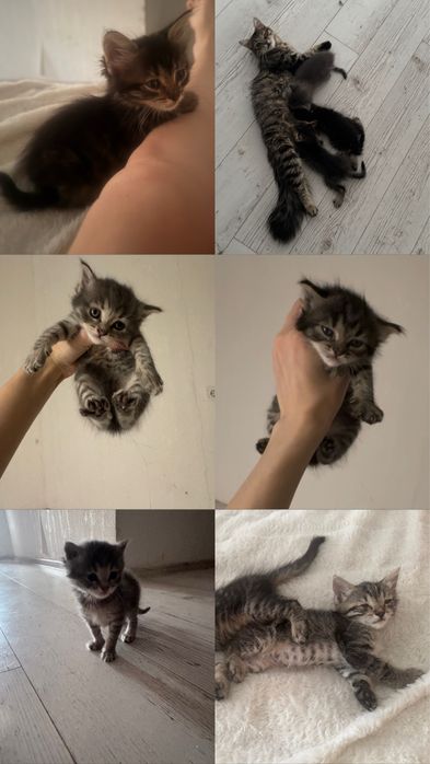 Кошенята в хороші руки