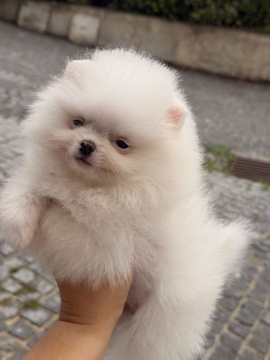 Linda femea  pomerania