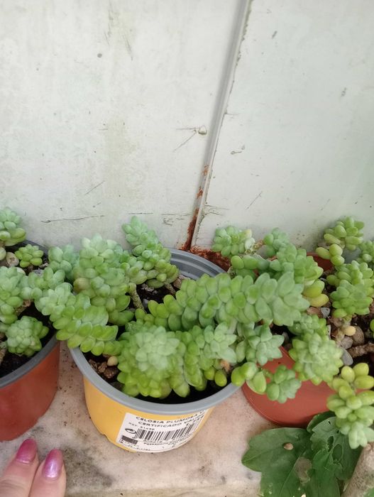 Planta natural, suculenta pendente, Rabo de burro ou Dedo de moça