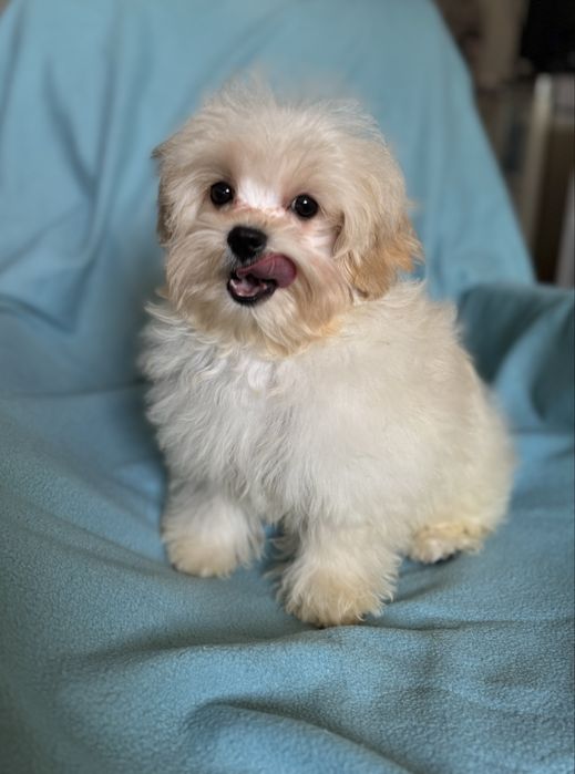 Шикарний хлопчик Мальтіпу.