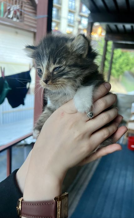 Віддам в дар кошеня